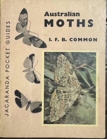 I.F.B Common - Australian Moths