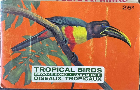 Tropical Birds